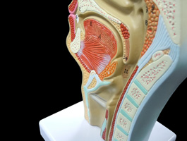 鼻・口・咽頭・喉頭部の正中断面模型