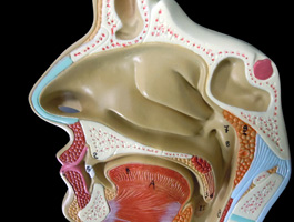 鼻・口・咽頭・喉頭部の正中断面模型