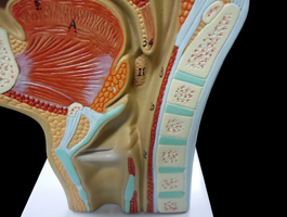 鼻・口・咽頭・喉頭部の正中断面模型