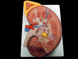 腎臓断面図 3倍拡大モデル