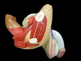 男性泌尿器・生殖器模型