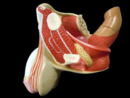 男性泌尿器・生殖器模型