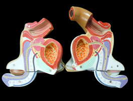 男性泌尿器・生殖器模型
