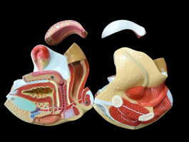 女性生殖器・泌尿器模型