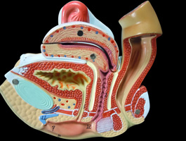 女性生殖器・泌尿器模型