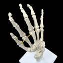 手・指の骨格模型