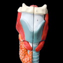 喉頭部・気管 2倍拡大模型