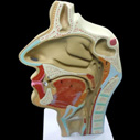 鼻・口・咽頭・喉頭部の正中断面模型
