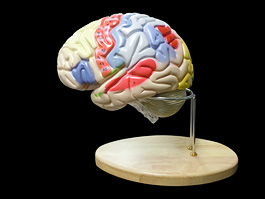 脳実質 2倍拡大 機能解説模型 1