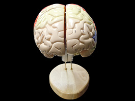 脳実質 2倍拡大 機能解説模型 2