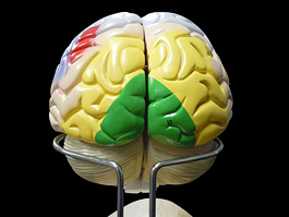 脳実質 2倍拡大 機能解説模型 4