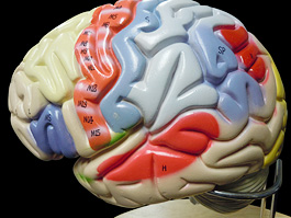 脳実質 2倍拡大 機能解説模型 5