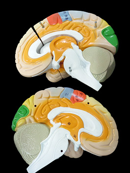 脳実質 2倍拡大 機能解説模型 7