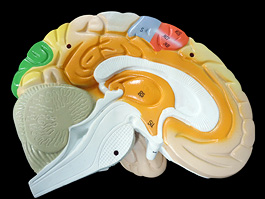 脳実質 2倍拡大 機能解説模型 8