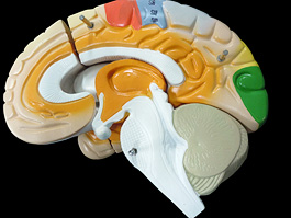 脳実質 2倍拡大 機能解説模型 9
