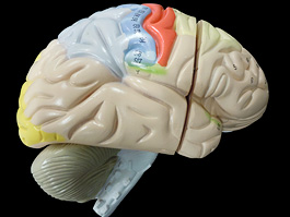 脳実質 2倍拡大 機能解説模型 15