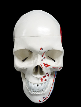 頭蓋骨 筋肉付着部 詳細模型 1