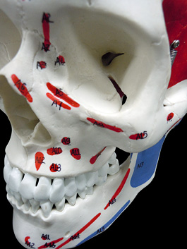 頭蓋骨 筋肉付着部 詳細模型 2