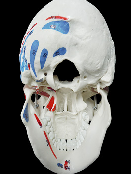 頭蓋骨 筋肉付着部 詳細模型 5