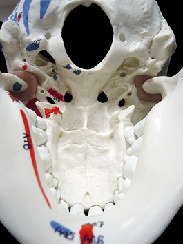頭蓋骨 筋肉付着部 詳細模型 7
