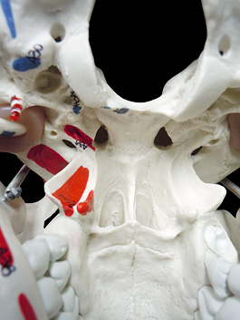 頭蓋骨 筋肉付着部 詳細模型 8