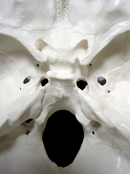 頭蓋骨 筋肉付着部 詳細模型 10