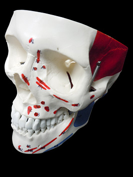 頭蓋骨 筋肉付着部 詳細模型 11