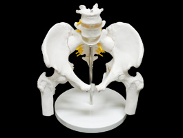 腰椎・脊髄・大腿骨付き骨盤模型（男性）01
