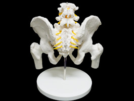 腰椎・脊髄・大腿骨付き骨盤模型（男性）03