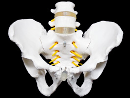 腰椎・脊髄・大腿骨付き骨盤模型（男性）05