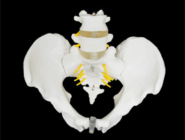 腰椎・脊髄・大腿骨付き骨盤模型（男性）06