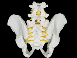 腰椎・脊髄・大腿骨付き骨盤模型（男性）07