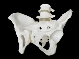 腰椎付き 女性骨盤模型01