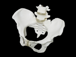 腰椎付き 女性骨盤模型02