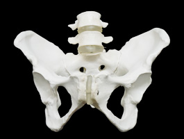 腰椎付き 女性骨盤模型03