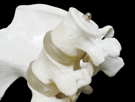 腰椎付き 女性骨盤模型06