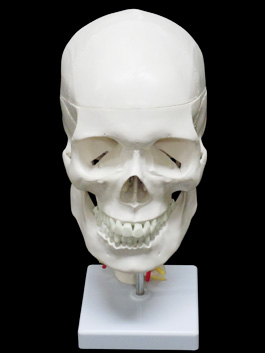 頸椎付き 精密頭蓋骨模型01