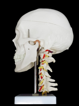 頸椎付き 精密頭蓋骨模型02