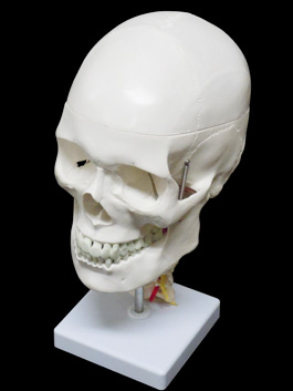 頸椎付き 精密頭蓋骨模型03