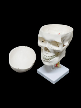 頸椎付き 精密頭蓋骨模型04