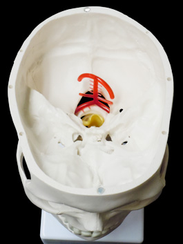 頸椎付き 精密頭蓋骨模型05