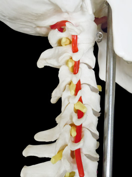 頸椎付き 精密頭蓋骨模型06