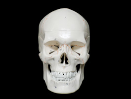 頭蓋骨 詳細解説モデル01