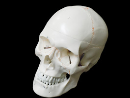 頭蓋骨 詳細解説モデル02