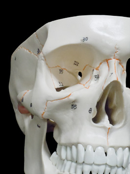 頭蓋骨 詳細解説モデル07