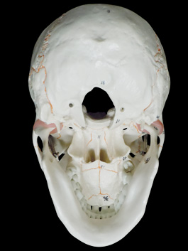 頭蓋骨 詳細解説モデル08