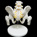 腰椎・脊髄・大腿骨付き骨盤模型（男性）