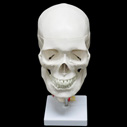 頸椎付き 精密頭蓋骨模型