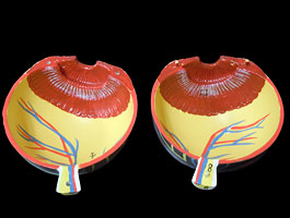 3倍拡大 目（眼球）模型