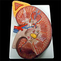 腎臓断面図 3倍拡大モデル